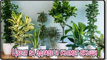 Цветя за здраве и късмет вкъщи