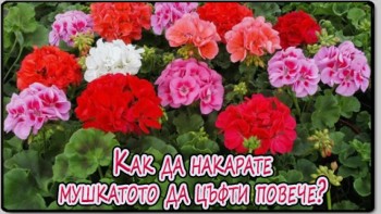 Как да накарате мушкатото да цъфти повече?