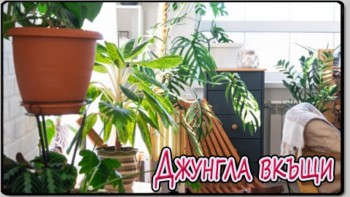 Джунгла вкъщи