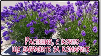 Растения, с които ще забравите за комарите