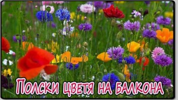 Полски цветя на балкона