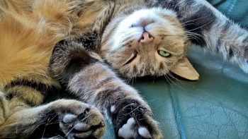 10 мита за котките, които не са верни