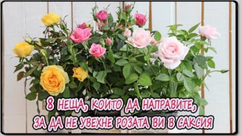 8 неща, които да направите, за да не увехне розата ви в саксия
